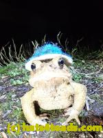 /home//u458753944/public_html/sourcegallery//Roxborough Toad Detour/2020/2020-04-13/93598738_10222313863304397_200258953324527616_n.jpg